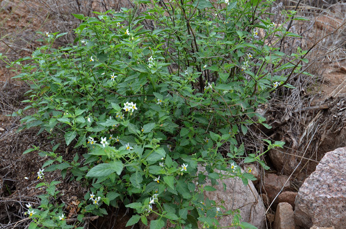 American Black Nightshade is part of a group of “black nightshades” (Solanum nigrum) which have proven to be confusing and taxonomically difficult to sort out. Solanum americanum 